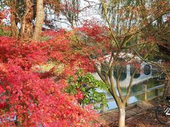 西施湖沿岸红枫美爆了-旺山景区