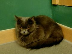 -飞行喵MR PILOT|猫舍·猫咖(静安大融城店)