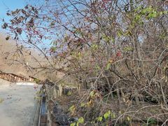 -天女山森林公园
