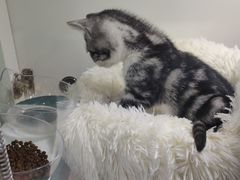 -糯米喵星人·撸猫猫舍咖啡馆(西市场嘉华店)