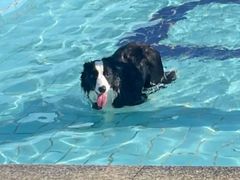 -趣玩宠物乐园寄养训犬训狗游泳池