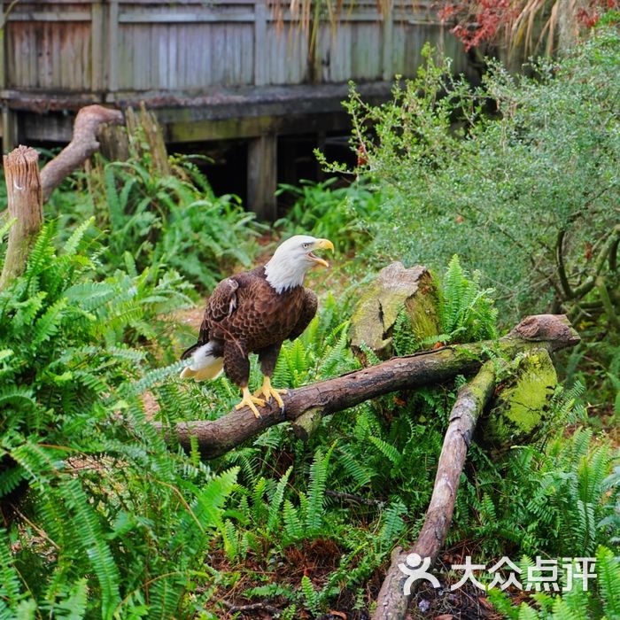 坦帕动物园图片