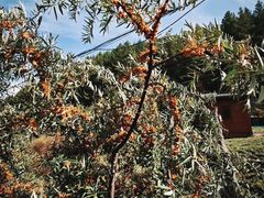 -苏木山森林公园