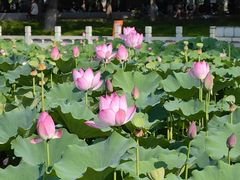 -莲花池公园