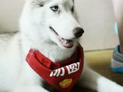 -Husky Go! 哈士奇体验馆·宠物咖啡厅狗咖