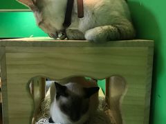 -李小姐の猫咖啡馆(五角场店)