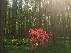 -黄海国家森林公园