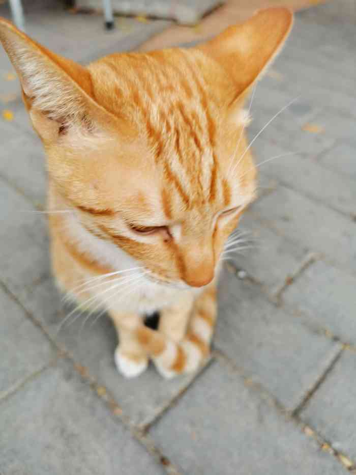 亮亮猫舍-"这是一次意外的邂逅,本来已经看上了另外一.