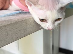 -艾吉宠物医院·疑难杂症转诊中心·猫友好(碧江路院)