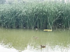 -前关湿地公园