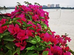 -海花岛旅游度假区