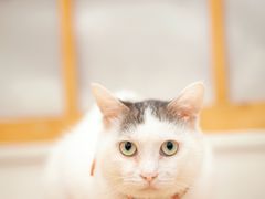 -Let's go狗咖·猫咖·奶狗·桌游(春熙路IFS店)