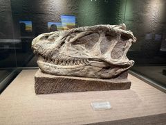 -自贡恐龙博物馆