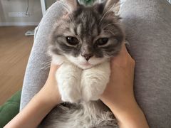 -御宝贝·A梦猫科宠物医院(国际猫友好医院)