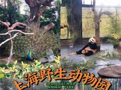 -上海野生动物园