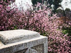 -南汇桃花村