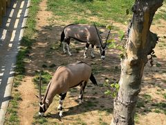 -西霞口神雕山野生动物世界