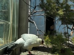 -青藏高原野生动物园