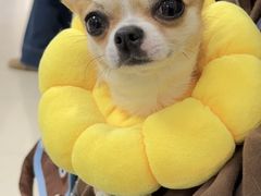 -美联众合动物医院·24h京西诊疗中心