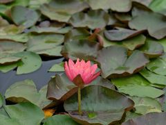 -白鹭湾湿地公园