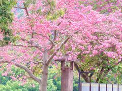-风云岭森林公园