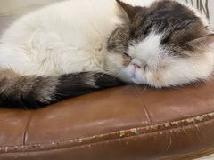 -共舞时光猫咖·狗咖(新街口店)