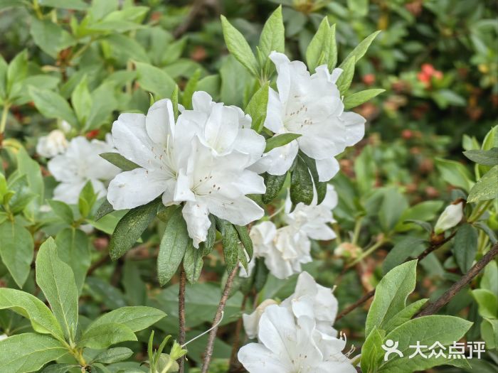 琴亭湖公园图片