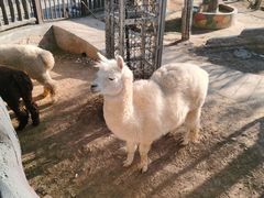 -石家庄市动物园