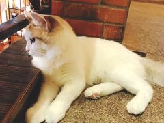 -more than meow吴止猫主题餐厅(承德 中船汇店)