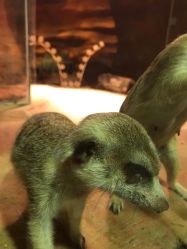 -酷嗒动物文化乐园(cutezoo西溪乐天城店)