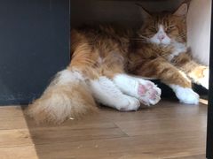 -瞄一喵猫咖(格力海岸店)