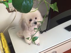 -瑞派·关忠动物医院·猫专科·犬专科(三环新城店)