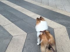 -巧酱府重庆砂锅大全