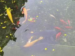 -九尺赵老四鲜鹅肠火锅