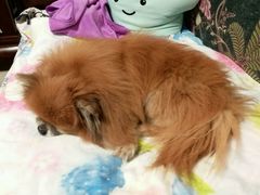 -利又安动物医院··老年病·猫科犬科·中兽医