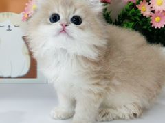 -小猫来了·猫舍(红山六九七九店)