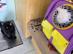 -中农大我爱我爱动物医院·核磁CT·猫病·24小时夜诊中心(石佛营店)