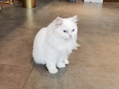 -飞行喵MR PILOT|猫舍·猫咖(静安大融城店)