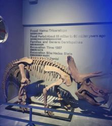 -恐龙探索乐园(磁器口店)