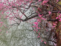 -青枫公园
