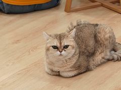 -有喵·猫咖·狗咖·30几只猫10只小狗(岗厦店)