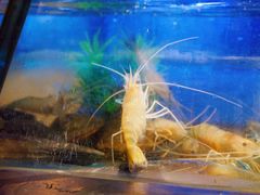 -V-ONE西雅图海鲜自助餐厅(仓山万达广场店)