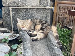 -喵屿·大理花园猫咖