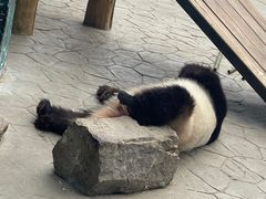 -沈阳森林动物园