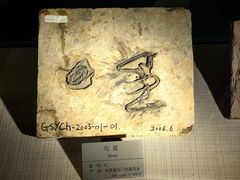 -甘肃地质博物馆