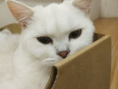 -李小姐の猫咖啡馆(五角场店)