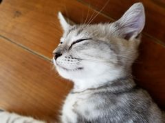 -袖虎·猫馆(体育西路店)