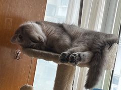 -欣宠猫屋·矮脚拿破仑·蓝金金渐层
