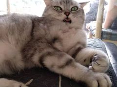 -平行世界·猫咖(首经贸店)