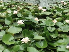 -艾溪湖湿地公园